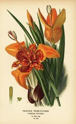 Flor-tigre-pavão, Tigridia pavonia. Cromolitografia de uma ilustração de Désiré Bois em Favourite Flowers of Garden and Greenhouse de Edward Step, Frederick Warne, Londres