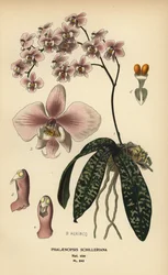 Phalaenopsis schilleriana orquídea. Cromolitografia a partir de uma ilustração de B. Herincq de Edward Step