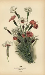 Rosa, Dianthus plumarius.
