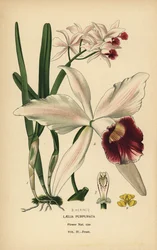 Laelia purpurata, Cattleya purpurata (Laelia purpurata). Cromolitografia a partir de uma ilustração de B. Herincq de Edward Step