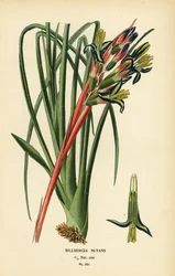 Planta de lágrimas da rainha, Billbergia nutans. Cromolitografia de uma ilustração de Desire Bois de Edward Step