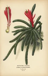 Cato-cauda-de-rato, Disocactus flagelliformis.
