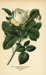 Rose Baroness Rothschild, híbrido perpétuo.
