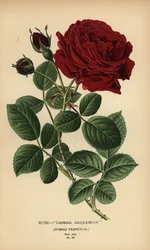 Rose General Jacqueminot, híbrido perpétuo.
