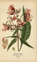 Bálsamo de Royle, Impatiens roylei.