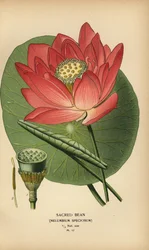 Feijão sagrado ou lótus indiano, Nelumbo nucifera.