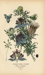 Funcho espanhol, Nigella hispanica.