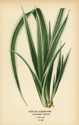 Pinheiro do Taiti, Pandanus tectorius (pinheiro de Veitch, Pandanus veitchii). Cromolitografia de uma ilustração de Desire Bois de Edward Step