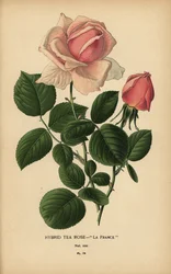 Híbrido de rosa de chá, La France, Rosa × odorata.