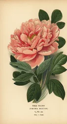 Peónia das árvores, Paeonia moutan.