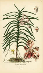 Orquídea tricolor Vanda. Cromolitografia de uma ilustração de B. Herincq de Edward Step