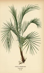 Palma de Weddell, Lytocaryum weddellianum, planta jovem (Cocos weddeliana). Cromolitografia a partir de uma ilustração de Desire Bois de Edward Step