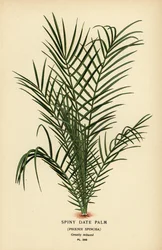 Palma tâmara selvagem ou palma tâmara do Senegal, Phoenix reclinata (Palma tâmara espinhosa, Phoenix spinosa). Cromolitografia a partir de uma ilustração de Desire Bois de Edward Step