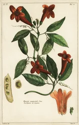 Videira de alho, Bignonia aequinoctialis, Linn