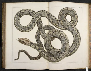 Um Python, de 