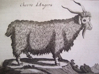 Cabra angorá, de Relação de uma viagem du Levant por Joseph Pitton de Tournefort, Amsterdã, 1718
