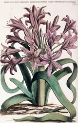 Lillio-Narciso, 1697-1701