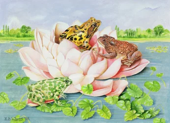 Lírio d&39;água, 1998 (acrílico sobre papel)
