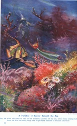 Um paraíso de beleza sob o mar, ilustração de &39;Maravilhas da terra e do mar&39;, publicado por Cassell, Londres, 1914