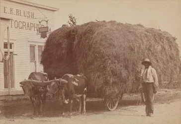 Impressão albúmen de um homem com uma carroça de feno cheia, 1894-1904.