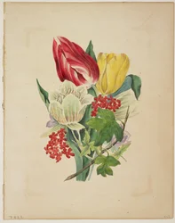 Buquê de tulipas, do Dicionário Flora, 1838
