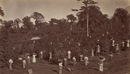 Colheita de café, Las Nubes-Guatemala, 1875.
