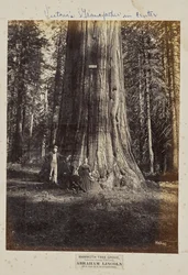 Bosque de Mammoth Tree, Condado de Calaveras, Califórnia. Abraham Lincoln. 320 pés de altura, 54 pés de circunferência