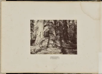 Bosque de Mammoth Tree, Condado de Calaveras, Califórnia. O Grupo das Bruxas de Salém. Média de 300 pés de altura, 65 pés de circunferência
