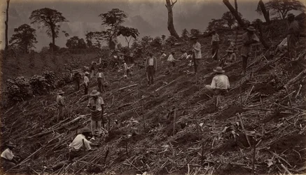 Estabelecendo uma plantação de café em Antigua de Guatemala, 1875, publicado em 1877.