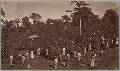 Colheita de café, Las Nubes, Guatemala