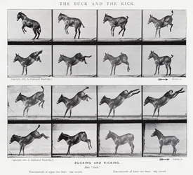 Eadweard Muybridge: The Buck and the Kick (foto a p/b)
