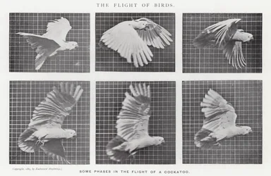 Eadweard Muybridge: O Vôo das Aves (foto a p/b)