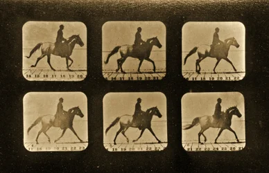 Cavalos. Irregular, série &39;Animal Locomotion&39;, c.1881