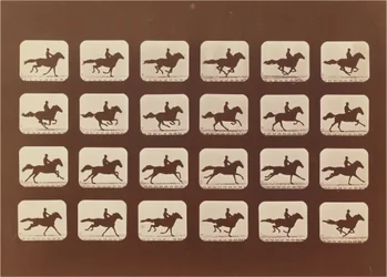Cavalos. Corrida. Phyrne L. No. 40