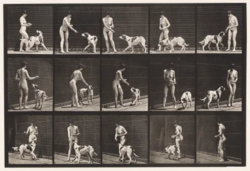 Prato 514. Alimentando um cão