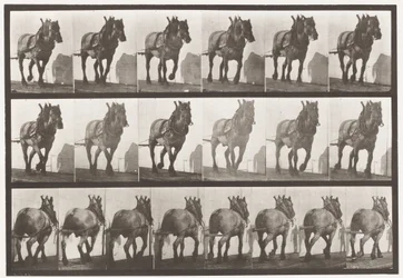 Placa 566.Hauling; Cinzento Escuro Cavalo Belga Dusel, 1885