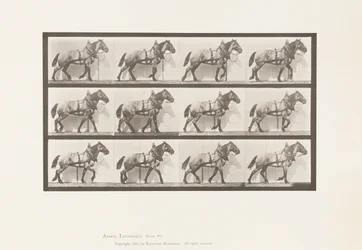 Placa 567.Hauling; Cavalo Belga Cinza Escuro Billy, 1885