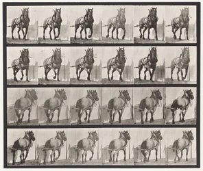 Prato 568. Arrasto; Cavalo Belga Cinzento Escuro Billy