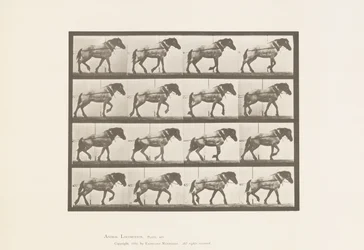 Placa 569.Hauling; Cavalo Belga Cinza Escuro Hansel, 1885