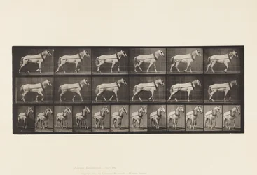 Placa 571.Hauling; Luz-Cinza Mare Johnson, 1885