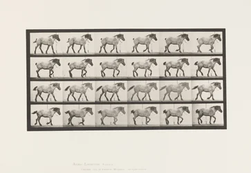 Placa 574. Andar; Livre; Cavalo Belga Cinza Escuro Hansel, 1885