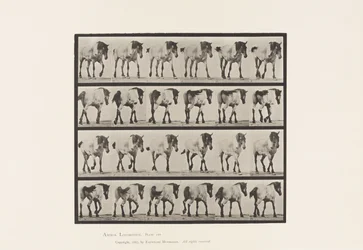 Placa 575. Andar; Livre; Cavalo Belga Cinza Escuro Hansel, 1885