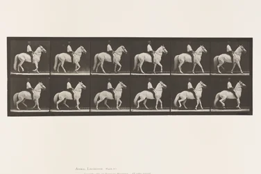 Placa 577. Andar; Selim; Irregular; Cavalo Branco Clinton, 1885