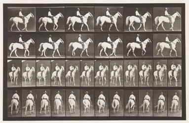 Placa 579. Andar; Selim; Cavalo branco Elberon, 1885