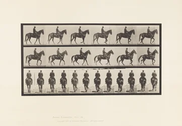 Placa 584.Walking; Selim; Irregular; Beleza da égua castanha, 1885