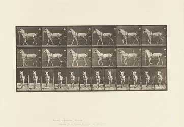 Placa 586. Andar; Sulky; Mare Cinza Claro, Katydid, 1885