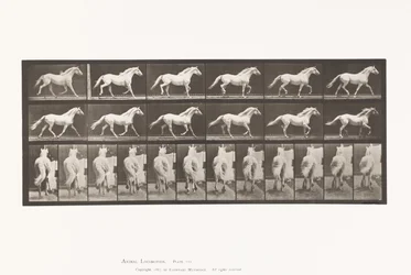 Prato 596. Trotador; Livre; Águia Cavalo Cinzento Claro