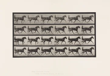 Placa 608. Trotando; Sulky; Sorrel Mare, Flode Holden