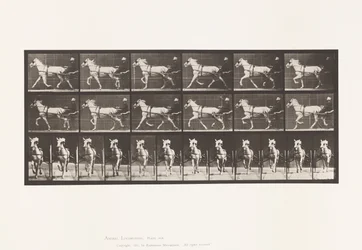 Placa 610. Trotting; Sulky; Gray Mare, Katydid
