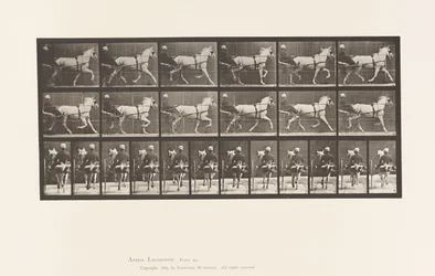 Placa 611. Trotting; Sulky; Gray Mare, Katydid